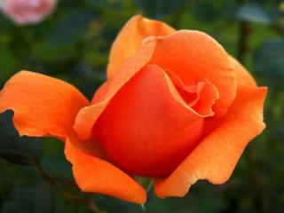 обои Бутон оранжевой розы фото