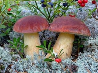 обои Северные ягоды и грибы фото