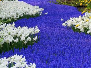 обои Синие и белые цветы фото