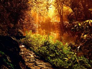 обои Солнце светит сквозь деревья, у осеннего пруда фото