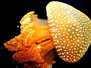 обои Жёлтая медуза в крапинку фото