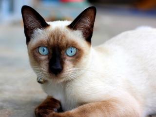 обои Гоубые глазки у кошки с ошейником фото