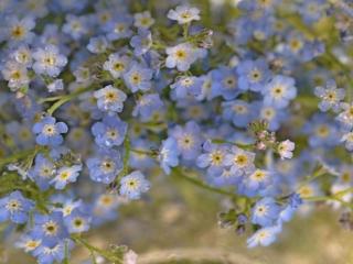 обои Нежные голубые цветочки в каплях фото