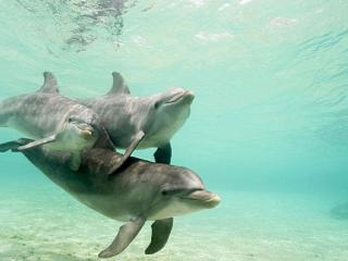 обои Мама и детки дельфинятки фото