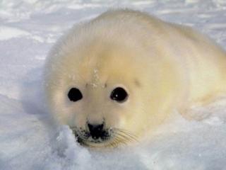 обои Белёк - гренландский маленький тюлень фото