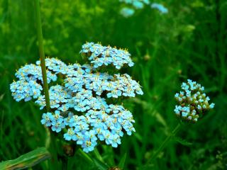 обои для рабочего стола: Голубые соцветья в траве