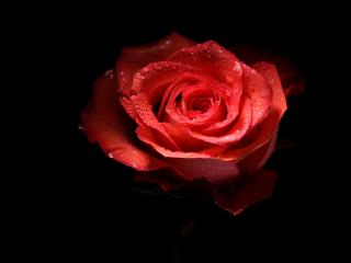 обои Черный фон с красной розой в росе фото