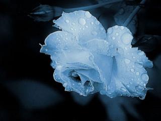 обои Светло-голубая роза в капельках дождя фото