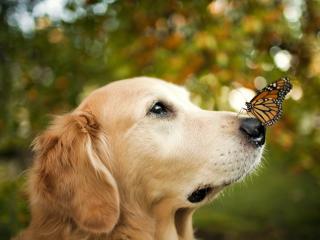 обои Бабочка на носу собаки фото