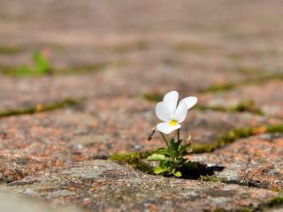 обои Одинокий цветок растет между камней фото