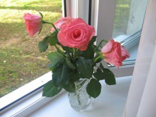 обои для рабочего стола: Розы на окне
