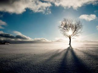 обои Зимнее солнце закованное в дереве фото