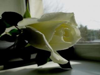 обои для рабочего стола: Белая роза на окне