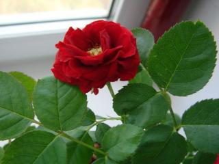 обои Красная роза на окне фото