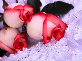 обои для рабочего стола: Три розовые розы