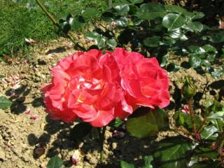обои Две красных розы под солнцем фото