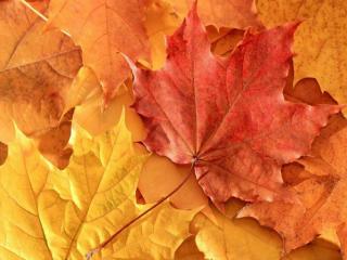 обои Осенние разноцветные кленовые листья фото