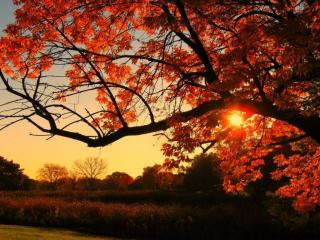 обои Осенний закат и дерево фото