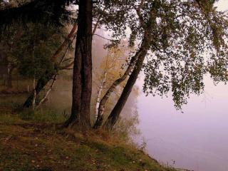 обои Деревья у воды в начале осени фото