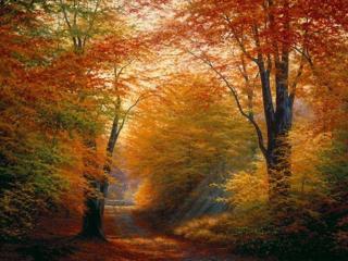 обои Осенний лес и дорога фото