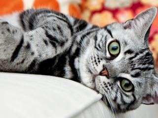 обои Красивый серый котяра фото