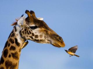 обои Жираф и птица фото