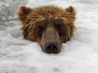 обои Медведь в пузырьках водопада фото