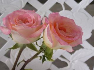 обои Две светло-розовые розы фото