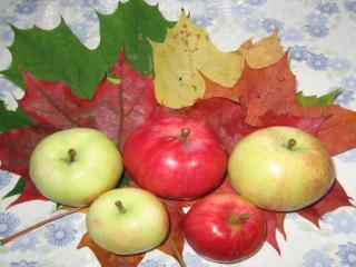 обои Осенние Яблочки фото