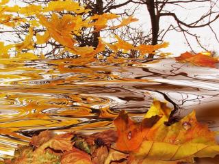 обои Осенние листья падают в воду фото