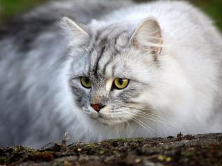 обои Длинноворсая светло-серая кошка фото