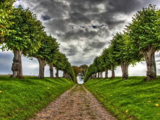 обои Грунтовая дорога с рядами деревьев у обочины фото