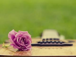 обои для рабочего стола: Фиолетовая роза на гитаре