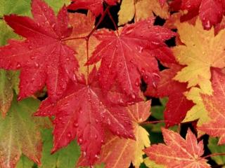 обои Осенние листья в каплях дождя фото