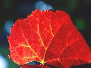 обои Осенний лист крупным планом фото