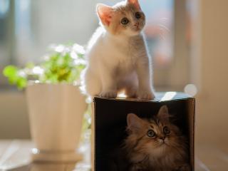 обои Два котенка в коробке и на коробке фото