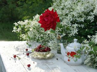 обои Красными пятнами розы зарделись,   украсив собою клематиса куст фото