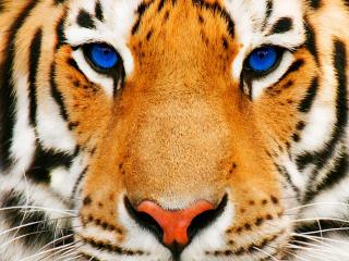 обои Голубоглазый тигр фото