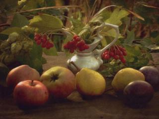 обои Натюрморт - Груши,   яблоки и калина фото