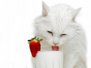 обои Белая кошка у стакана с молоком и клубникой фото