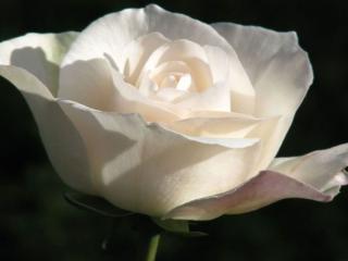 обои Белая,   белая роза фото