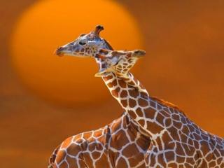 обои Влюблённые жирафы фото
