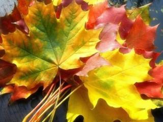 обои Букет осенних листьев фото