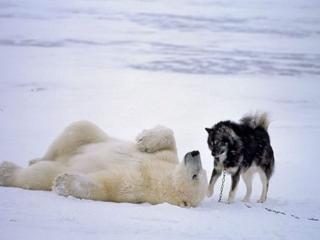обои Дружба лайки с белым медведем фото