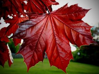 обои Красные кленовые листья фото