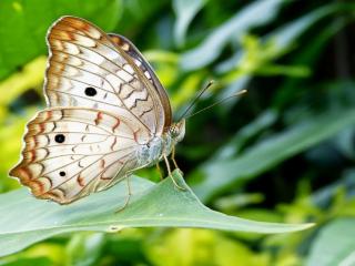 обои Светло-коричневая бабочка фото