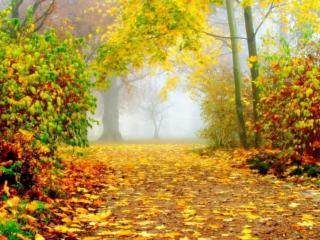 обои Осенний туман фото