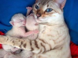 обои Кошка и новорожденные котята фото