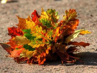 обои Букет осенних листьев фото