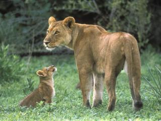 обои Маленький львёнок смотрит на львицу фото